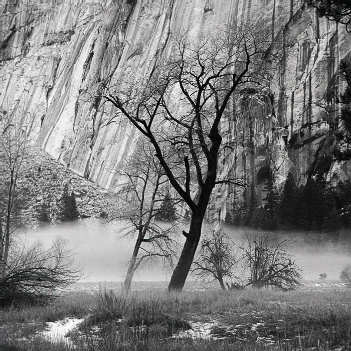 Tree and Fog