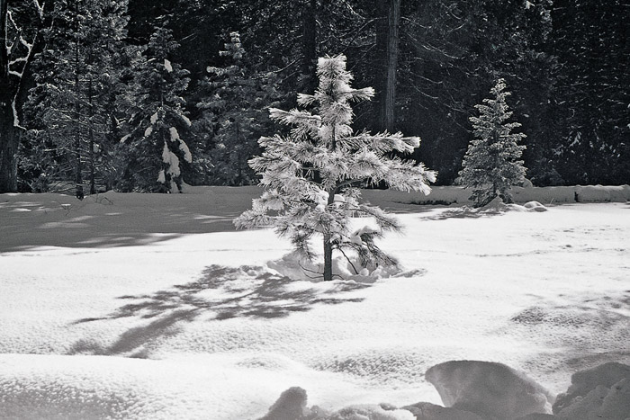 Young Pine in Snow