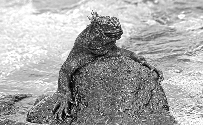 Marine Iguana