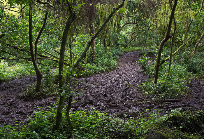 Muddy Trail