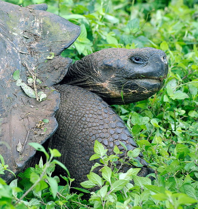 Tortoise